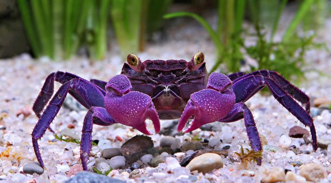 Two Vampire Crab Species Found, Are Already Popular Pets