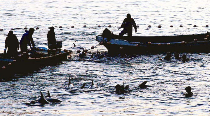 The controversial dolphin hunting in Japan