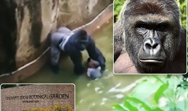 OMG: KIDS FELL INTO A GORILLA CAGE AT THE ZOO