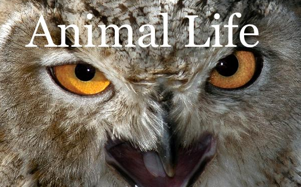 ANIMAL LIFE!